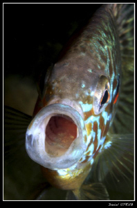 Jawning pumkinseed sunfish :-D by Daniel Strub 
